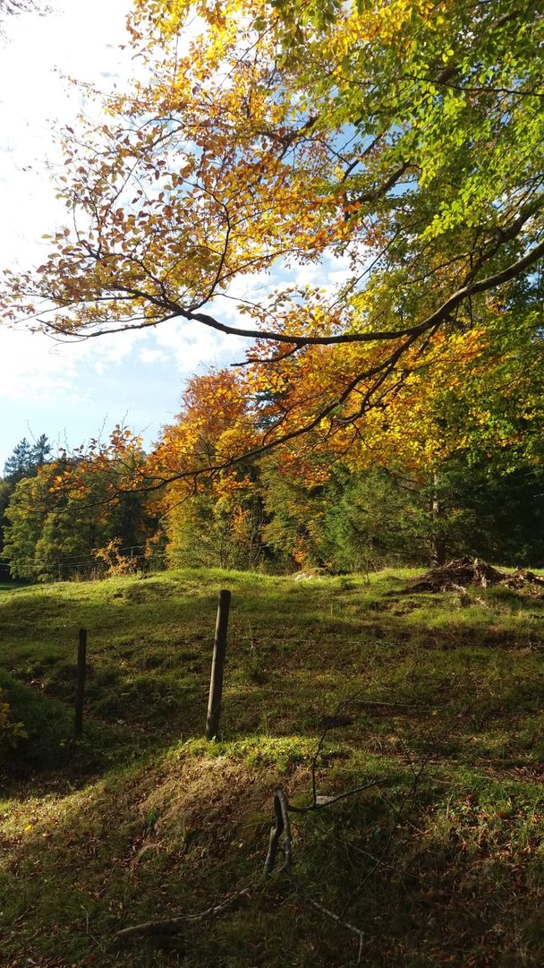 Laubfärbung im Faulenbacher Tal