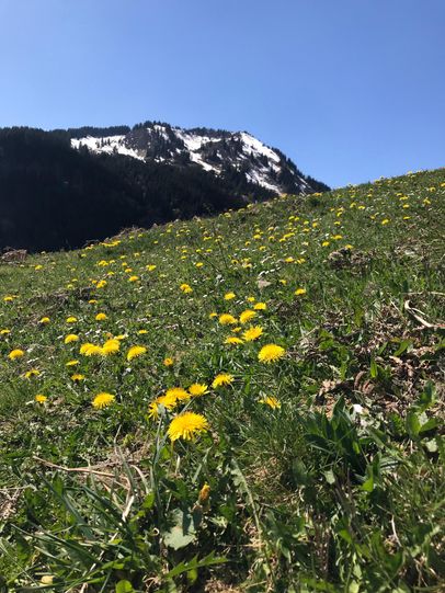 Blick auf den Wannenkopf mit Löwenzahnwiese im Vordergrund