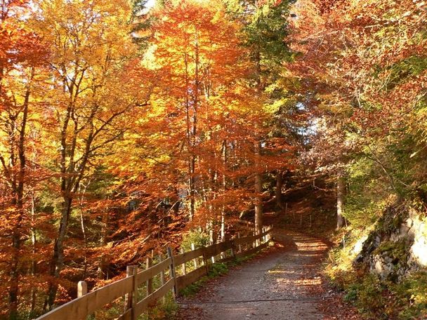 Gemütlich durch den Birkenwald