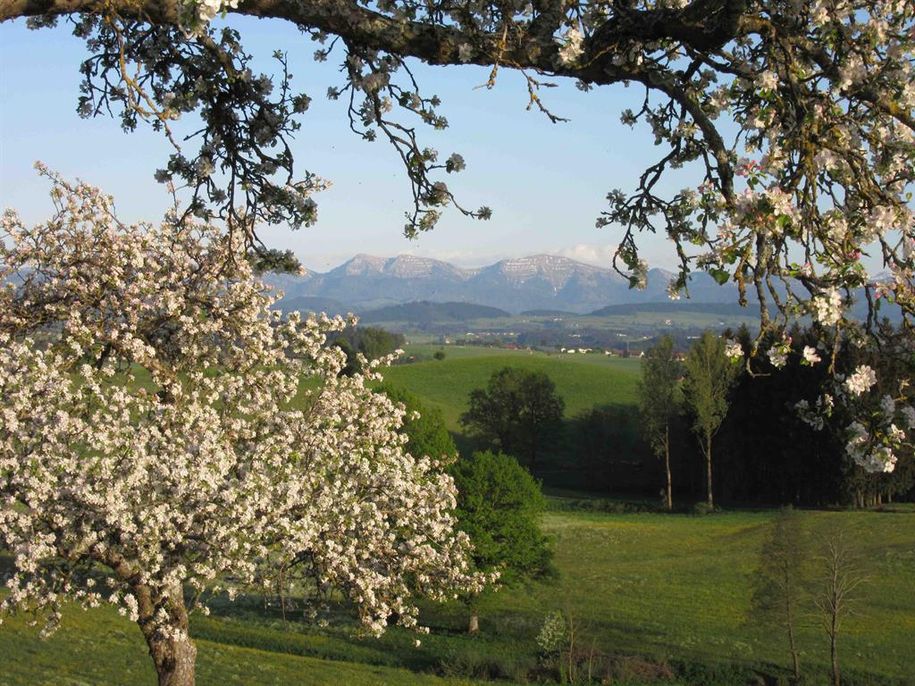 Frühling im Allgäu