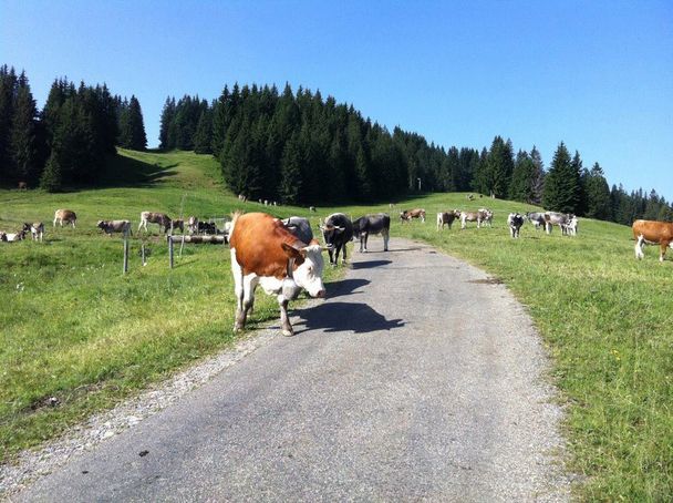 Rundweg ums Ofterschwanger Horn