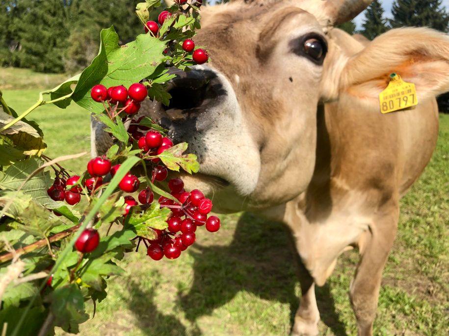 Allgäuer Kuh