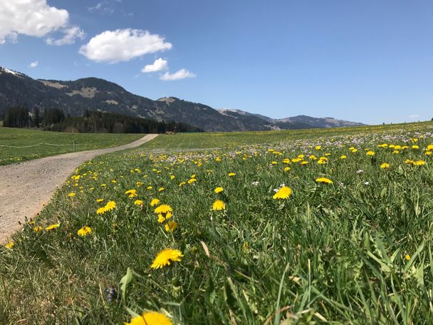 Löwenzahnfrühling im Allgäu