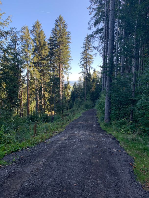 Forstweg zur Fahrstraße auf den Falkenstein