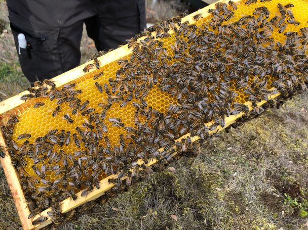 Museumsbienen im Stadtmuseum Kaufbeuren