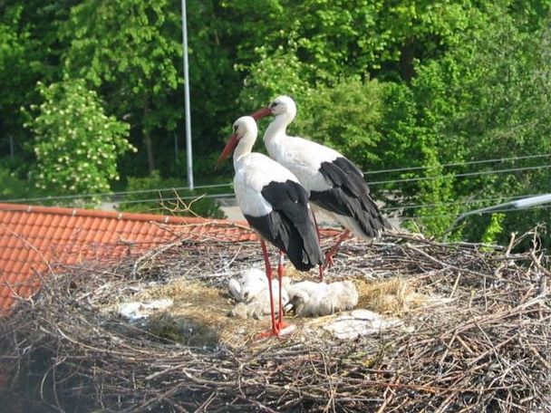 Störche im Nest in Pfaffenhausen