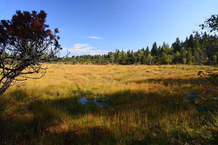 Moorwiese im Taufach-Fetzach-Moos bei Isny-Beuren