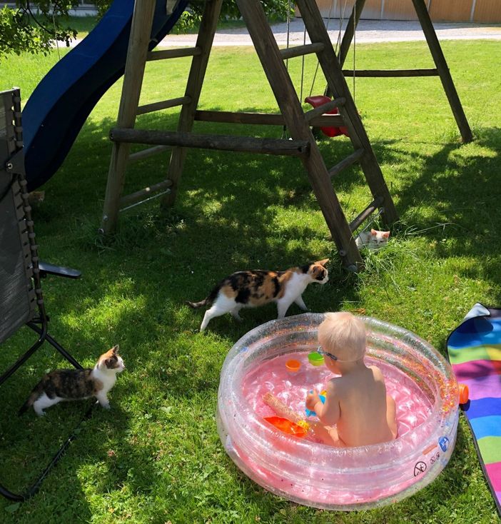 Neugierige Katzen am Planschbecken im Garten