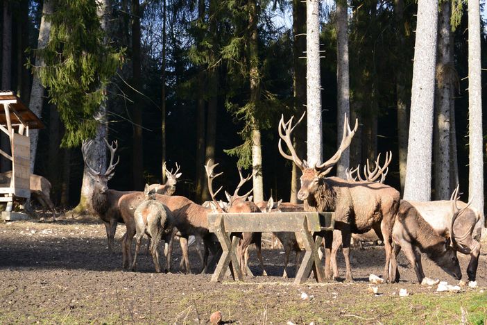 Wildfütterung Schwangau