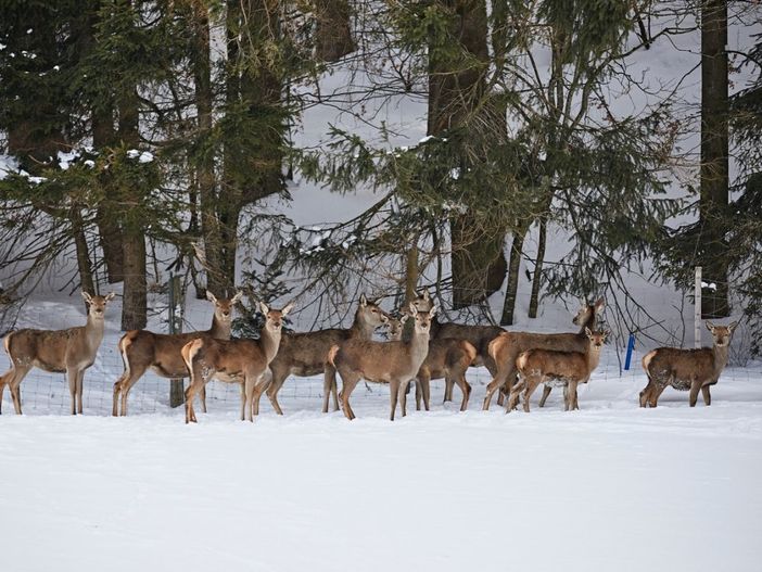 hirschrudelimwinter