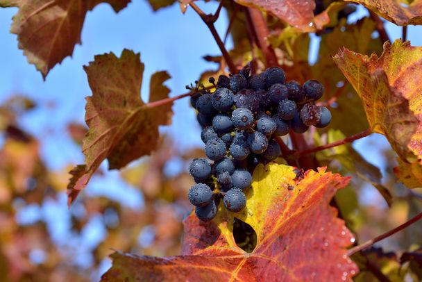 Weinreben in der Herbstsonne am Lindauer Bodensee