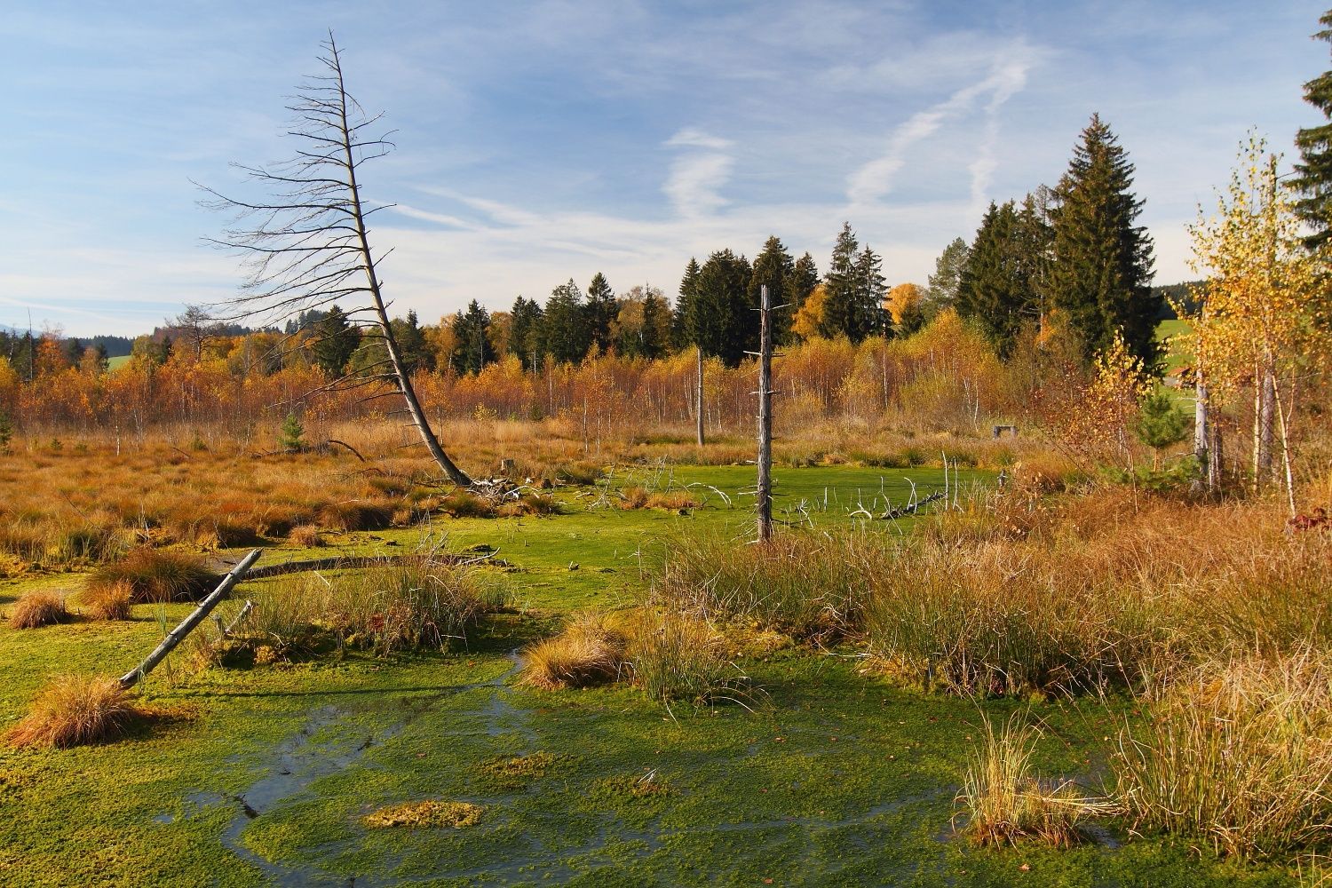 Rundweg Im Werdensteiner Moos Allgäu 2161