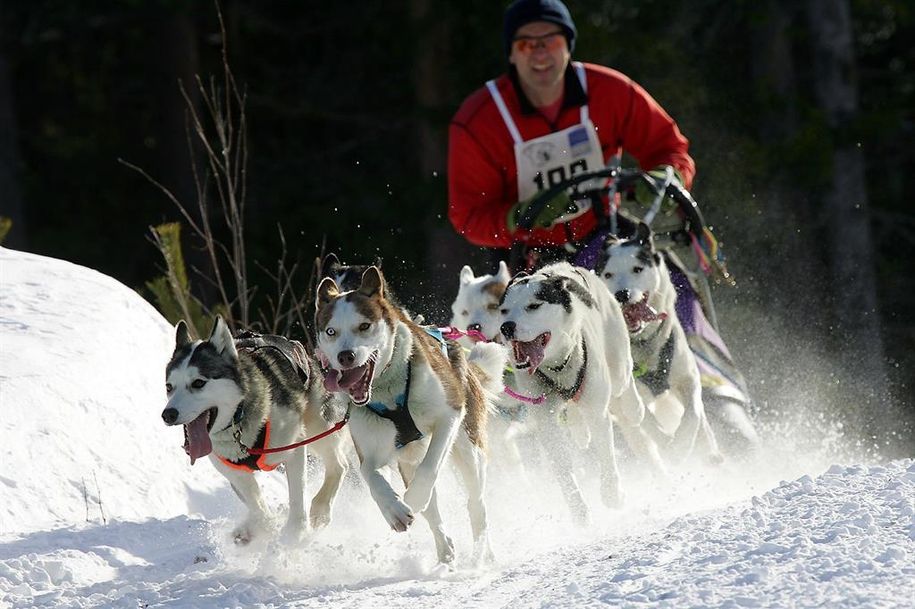 schlittenhunderennen_1