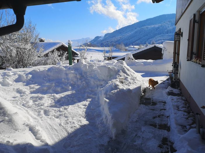 Gartenzugang, Kater Sammy