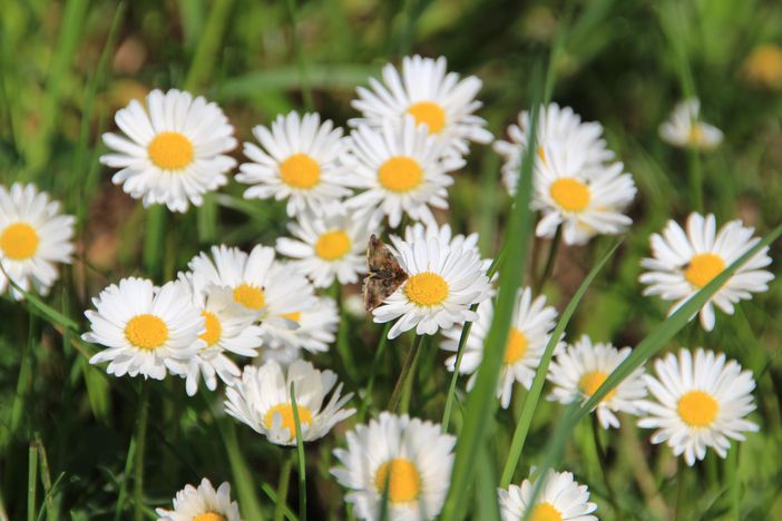 Gänseblümchen mit Falter