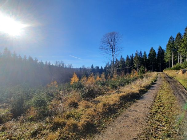 Burenweg Seltmans Sibratshofen Weitnau