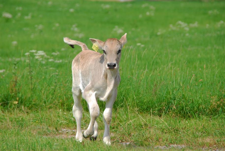 Kälbchen