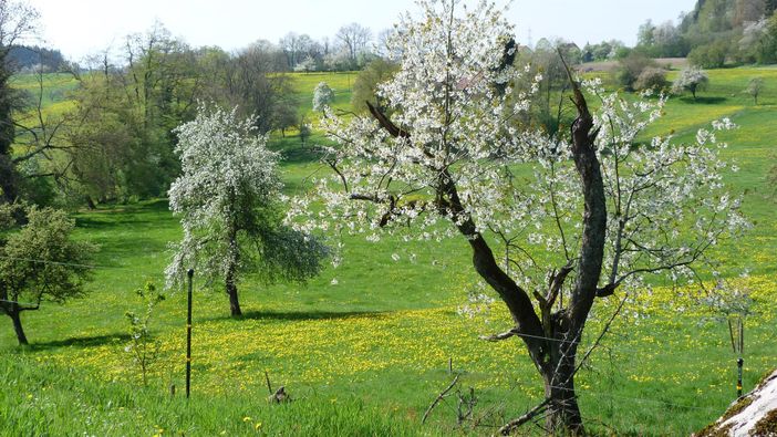 Streuobstblüte