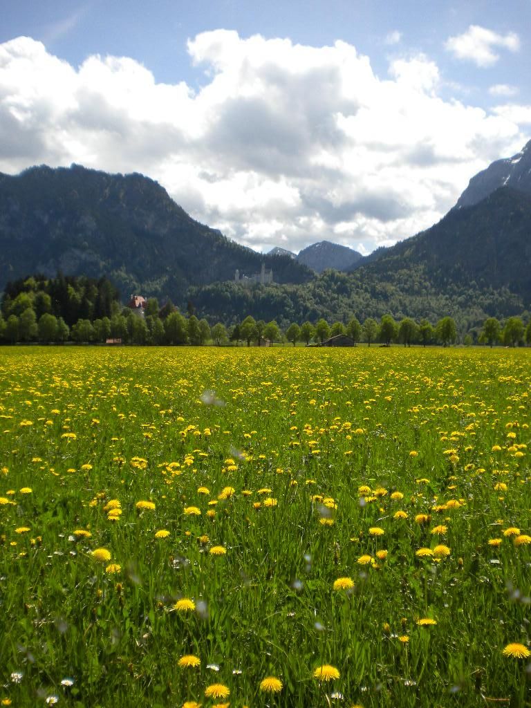 Löwenzahnwiese