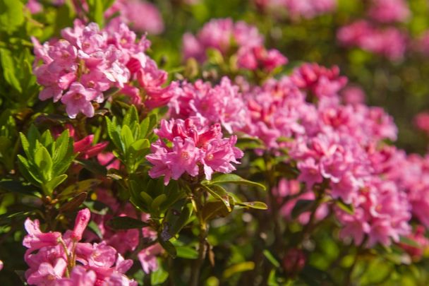 Alpenrosenblüte