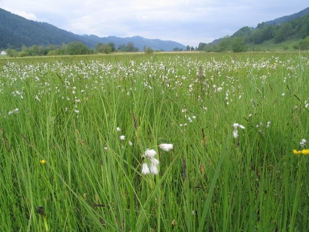 Alpseerunde – Wanderung um den größten Natursee des Allgäus