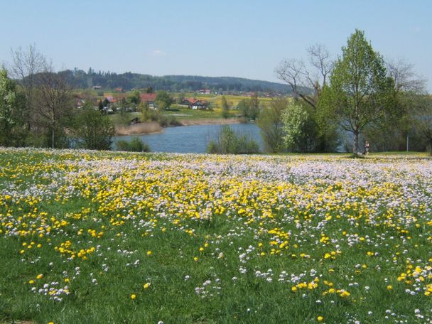 Ein Blumenmeer vor dem Mitterinselsee