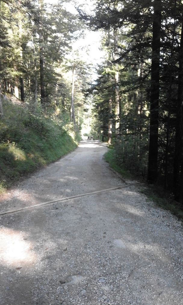 Fahrstraße von der Salober Alm Richtung Alatsee hinunter