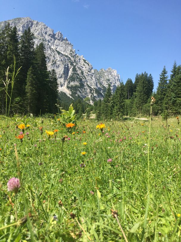 Blütenmeer mit Bergen im Hintergrund