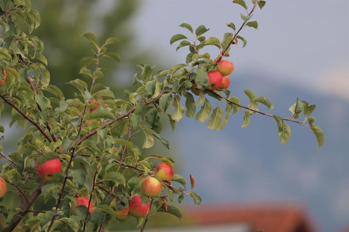 Obstgarten