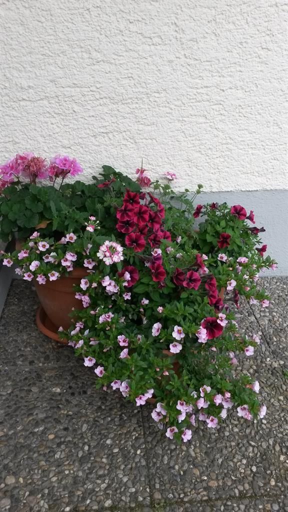 Ferienwohnung Günter Tytschkowski Blumen blühen