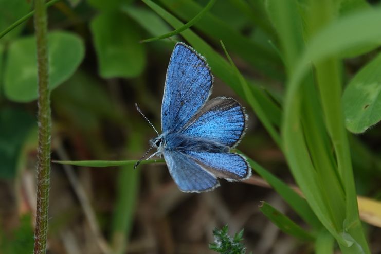 Orbitulus_F_Steinmeyer