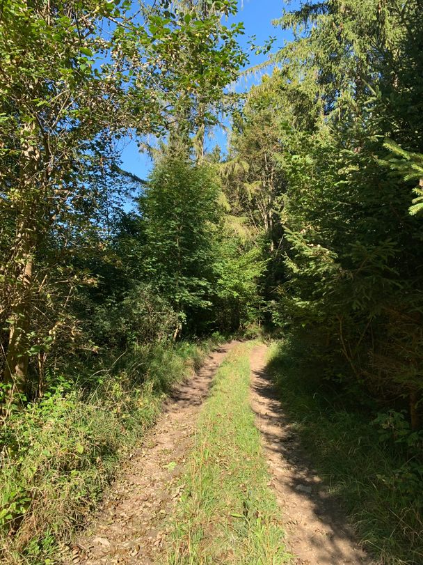 Feldweg Richtung Schloßanger Alp