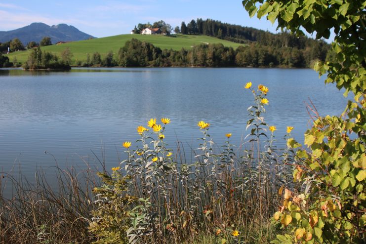 Schwaltenweiher-Rückholz-Goldhasen