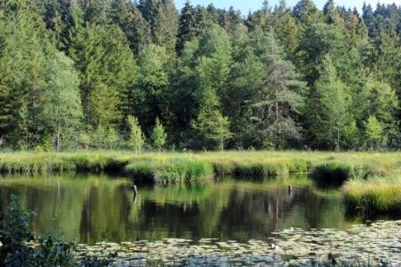 Seerosen am Waldsee