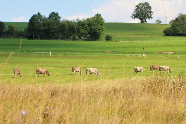 Wandern auf dem Moor- und Streuwiesenpfad