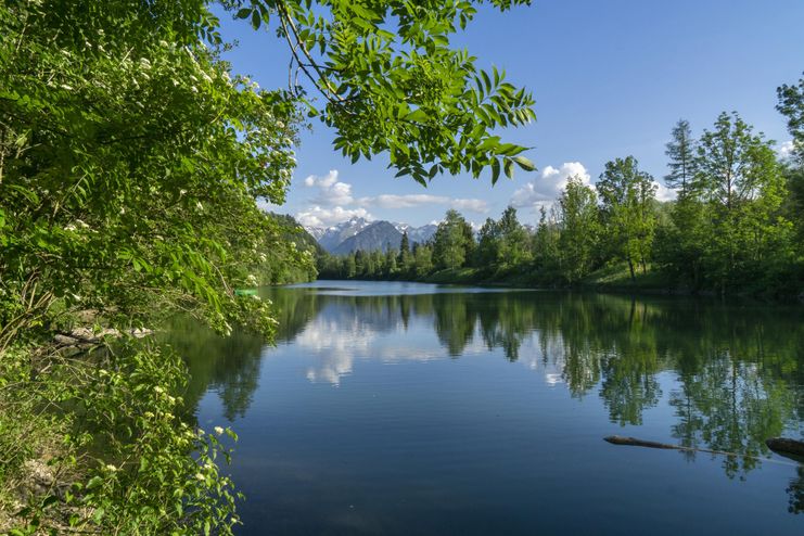 Auwaldsee im Sommer