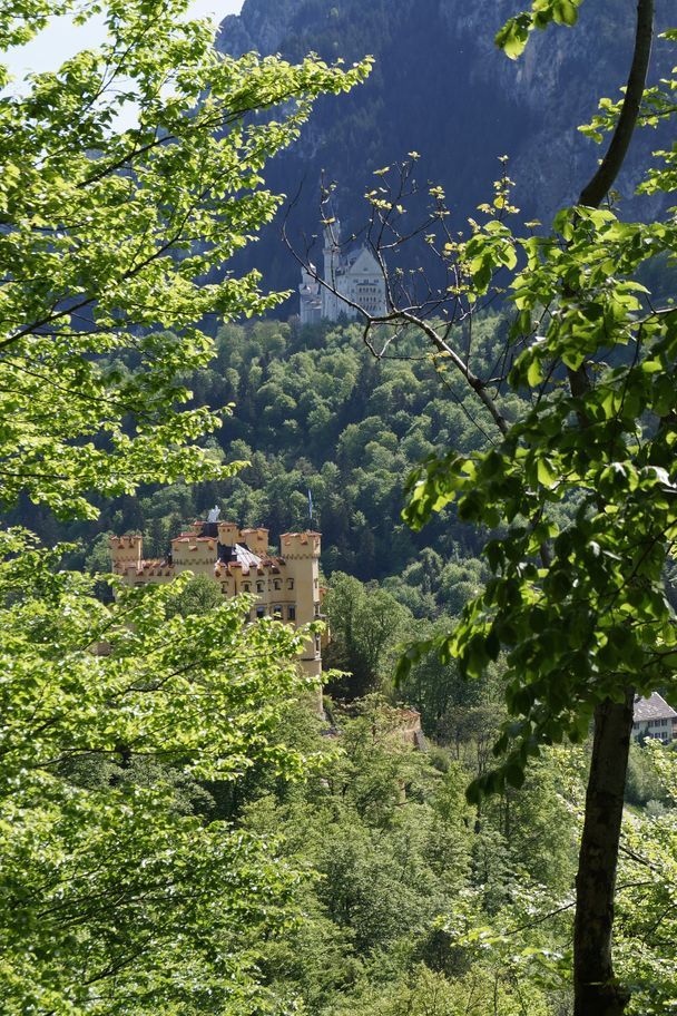 Blick zum Schloss Hohenschwangau