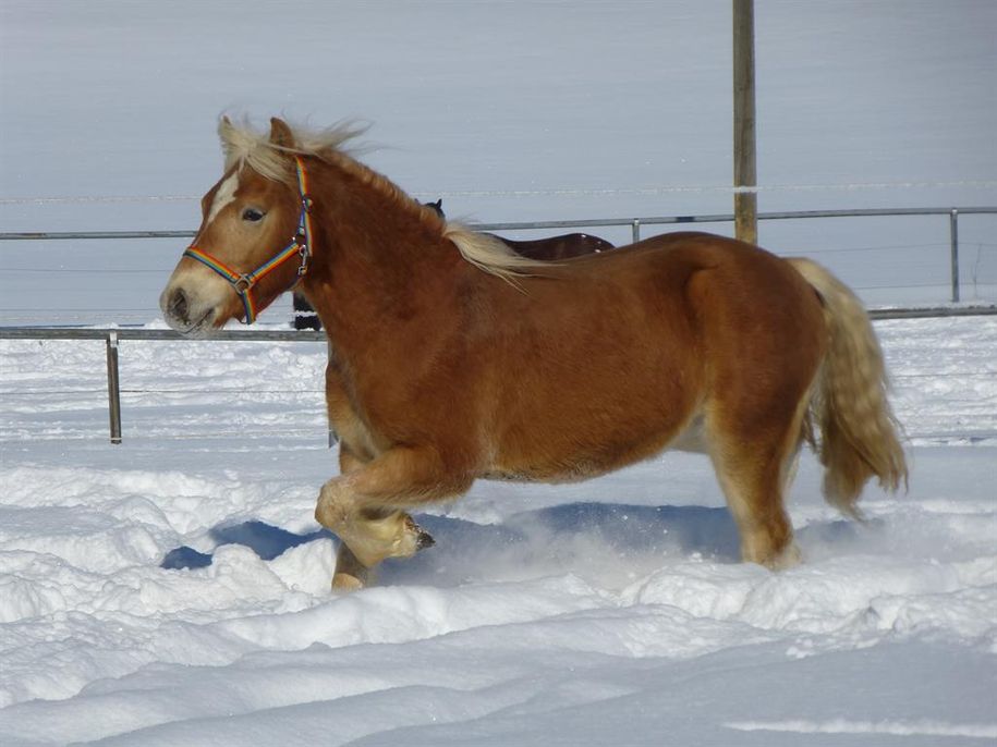 Pferd im Schnee