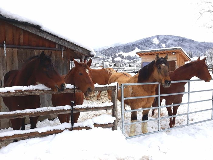 Pferde im Schnee