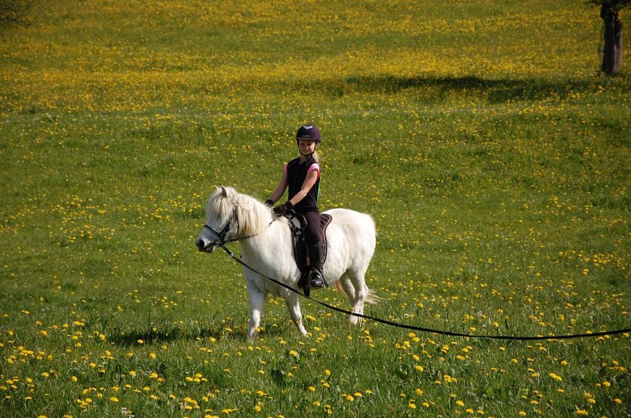 Longieren mit Monti