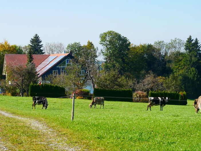 Goldener Herbst bei uns und Nachbar's Kühen