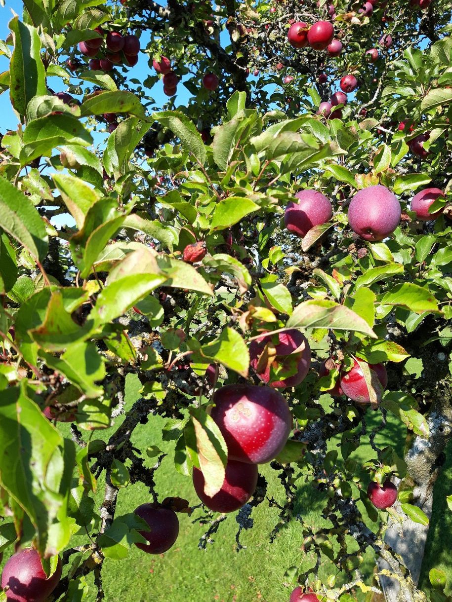 Eigenen Streuobstwiesen