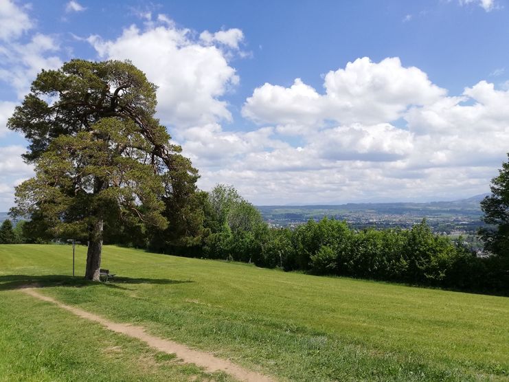 Blick auf das Naturdenkmal "Mulzerföhre"