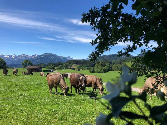 Unsere Kühe!