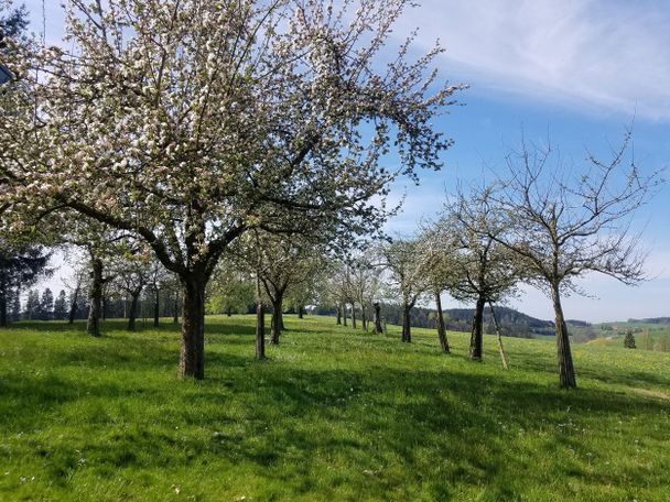 Streuobstwiese bei Halbrechts