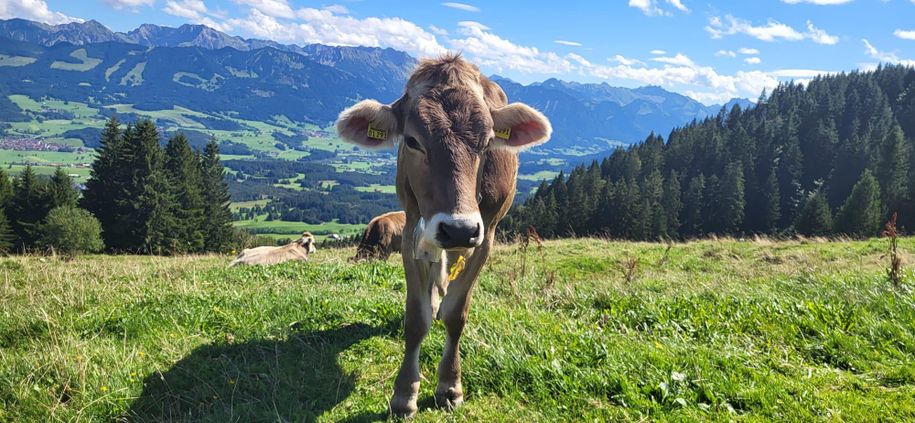 Allgäuer Kuh