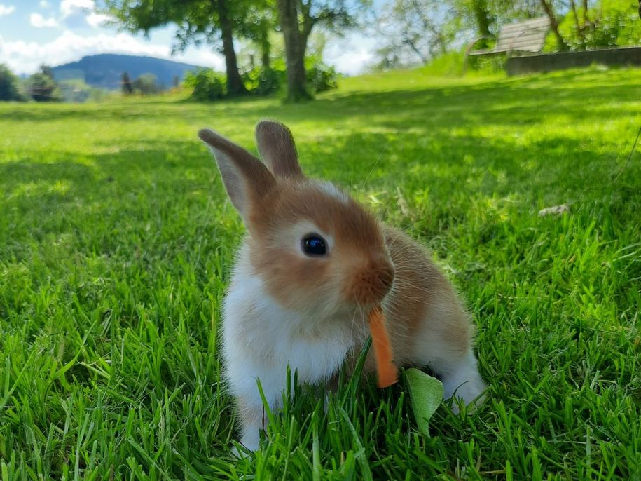 Bunny