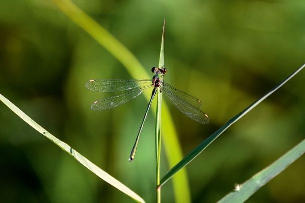 Libelle am Diezlinger Teich