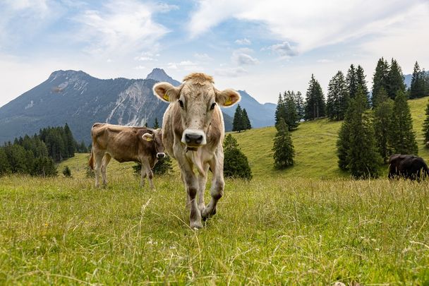 Neugierige "Schumpen" im Himmelreich am Kienberg