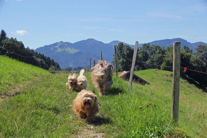 wandern mit Hund im Allgäu